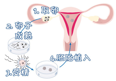 苏雨桐 副主任医师